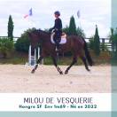 Caballo castrado Silla Franc&eacute;s En venta 2022 Bayo moreno