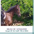 Caballo castrado Silla Franc&eacute;s En venta 2022 Bayo moreno