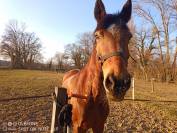 Cheval recherche famille 5*