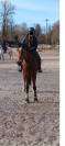 Cheval recherche famille 5*