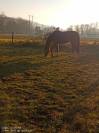 Cheval recherche famille 5*