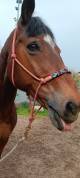 Cheval recherche famille 5*
