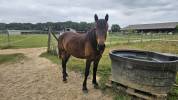 Castillonnais Hongre de 3 ans