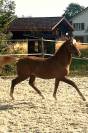 Magnifique poulain &agrave; vendre