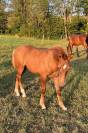 Magnifique poulain &agrave; vendre