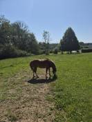 Poney Welsh &agrave; vendre