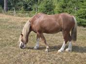 Poney Welsh &agrave; vendre