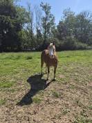 Poney Welsh &agrave; vendre