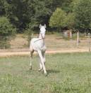 Poulain KWPN Palomino L&eacute;opard 