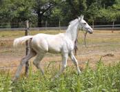 Poulain KWPN Palomino L&eacute;opard 