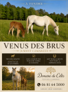 Jument Camargue