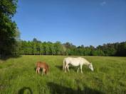 Jument Camargue