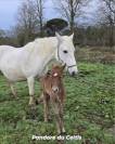 Jument Camargue