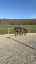 A vendre - SF 12 ans 