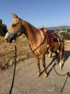 Yegua Quarter Horse &times; &Aacute;rabe palomino