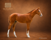 POULICHE SF souche 10/10 (Semilly x Riverland x d'Elle)
