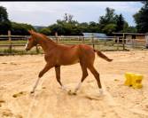 POULICHE SF souche 10/10 (Semilly x Riverland x d'Elle)