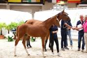 POULICHE SF souche 10/10 (Semilly x Riverland x d'Elle)