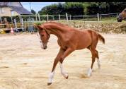 POULICHE SF souche 10/10 (Semilly x Riverland x d'Elle)
