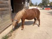 &Agrave; vendre shetland pour compagnie
