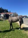 Jolie jument Franches-Montagnes grise 3 ans