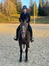 Jolie jument Franches-Montagnes grise 3 ans