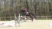 JUMENT SF DE 16 ANS POUR REPRO OU COMPAGNIE