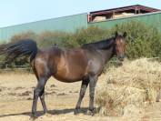 JUMENT SF DE 16 ANS POUR REPRO OU COMPAGNIE
