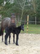 JUMENT SF DE 16 ANS POUR REPRO OU COMPAGNIE