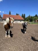 Pension pour poneys 