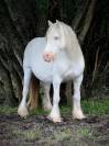 Jument Irish Cob 