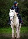 Jument Irish Cob 
