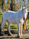 Jument Irish Cob 