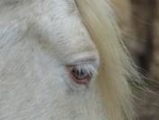 Jument Irish Cob 