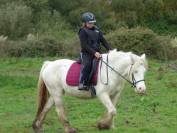 Jument Irish Cob 
