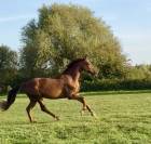 &Eacute;curie dressage 