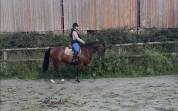 Cheval selle fran&ccedil;ais 