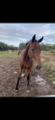 Cheval selle fran&ccedil;ais 