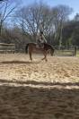 Cheval selle fran&ccedil;ais 