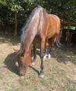 Cheval selle fran&ccedil;ais 