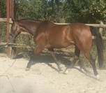Cheval selle fran&ccedil;ais 