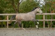 Jument - Lusitanienne - 6 ans - Dressage - France