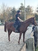 Cheval hongre de 12 ans 