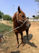 Cheval hongre de 12 ans 