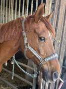 Cheval hongre de 12 ans 