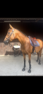 Cheval de loisirs 