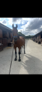 Cheval de loisirs 