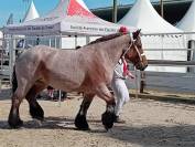 jument ardennaise 6 ans 