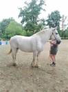 Mare Percheron For sale 2013 Grey