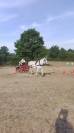 Mare Percheron For sale 2013 Grey